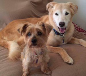 Two dogs relaxing on a sofa