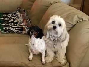 Two small dogs sitting together