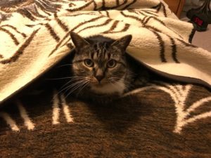 A tabby cat resting on a bed