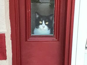 A black and white cat looking through a window