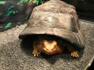 A tortoise peeking out of its shell