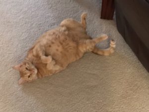 An orange cat stretched out on the floor
